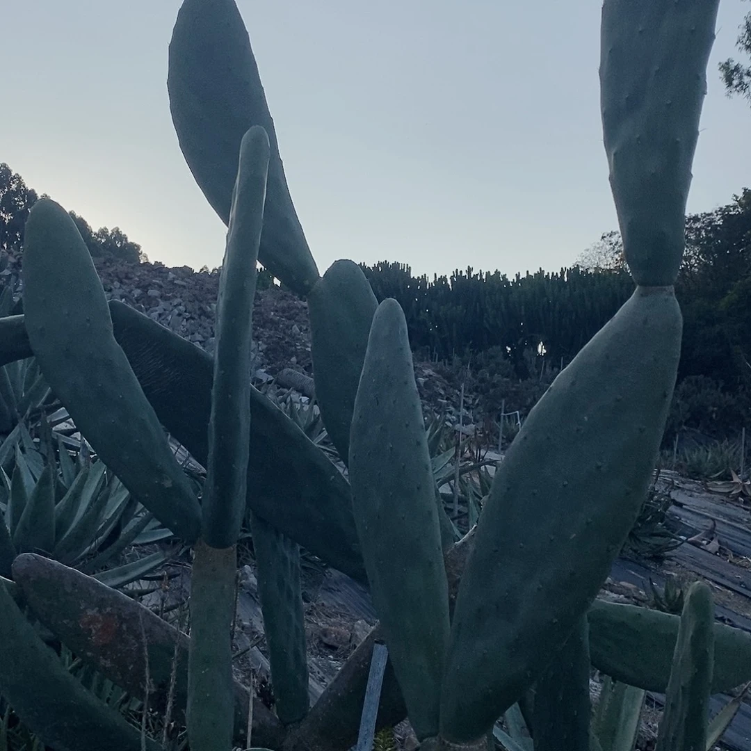 米邦塔现砍30公分左右一片