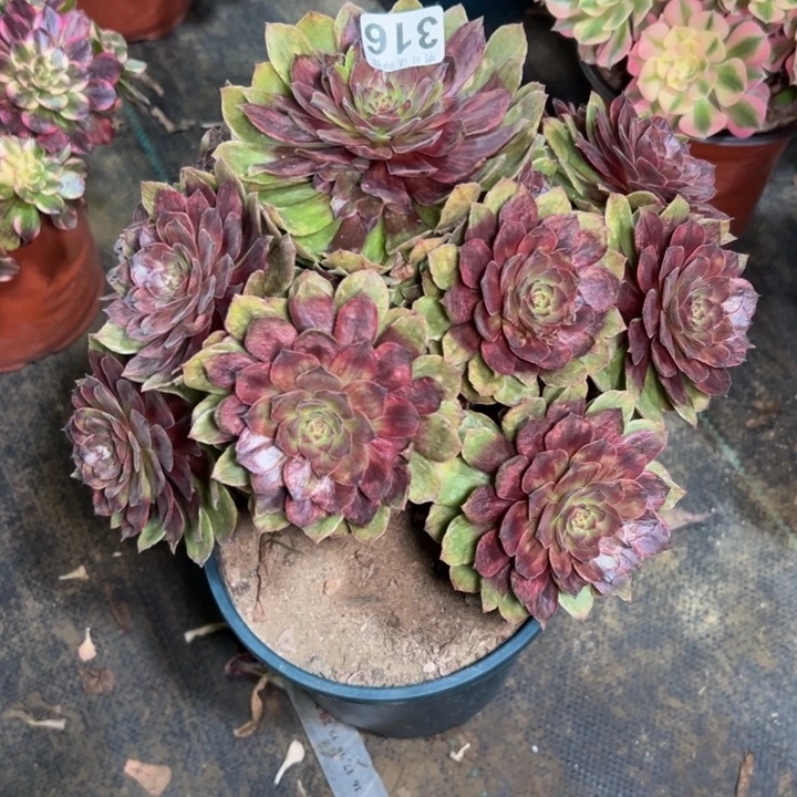 追**落红丝绒316多肉法师一物一拍