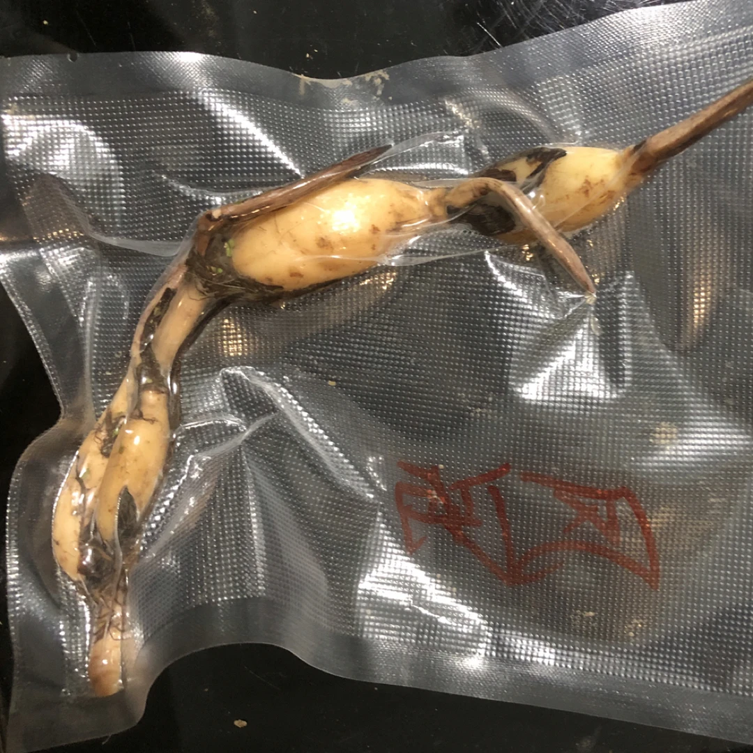 【观赏荷花种藕】当年新藕，可以开花的真荷花