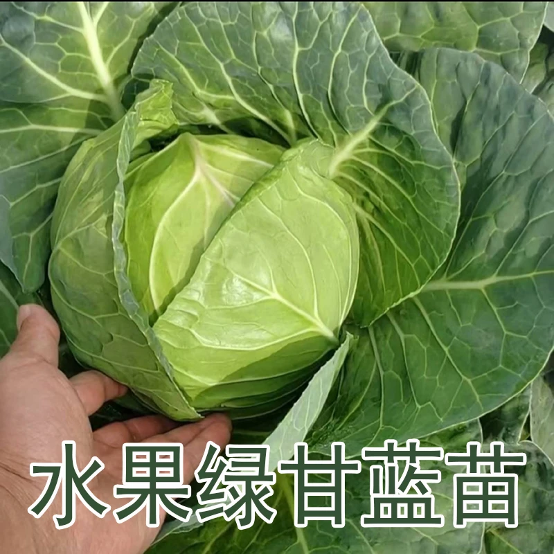 水果甘蓝秧苗牛心绿紫孢子松花菜西兰花生菜菜苔蔬菜苗子带土发货