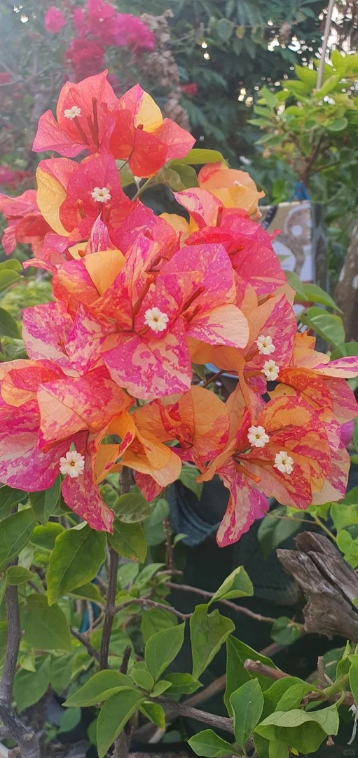 阿达纳三角梅原生新品种番茄炒鸡蛋花色多色花可爬藤飘枝阳台庭院