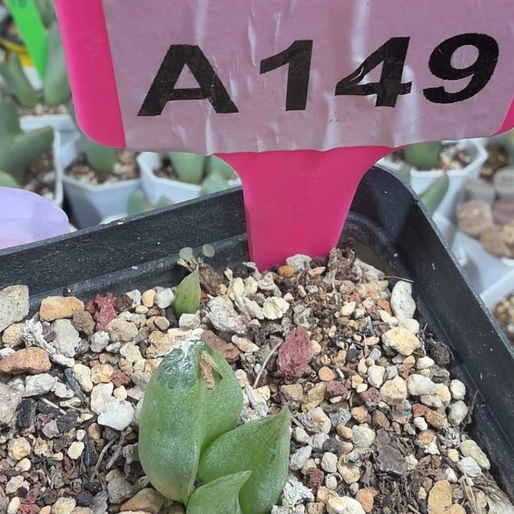 149mmmmmmmmmmmmm