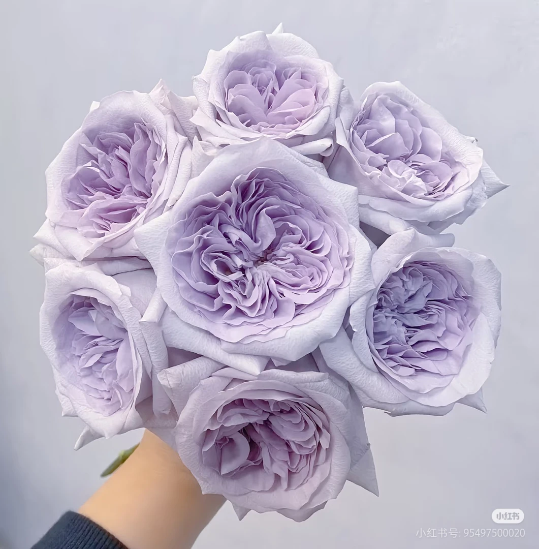 多头紫荔枝两单包邮一单或低温不拍保温冻坏不售后