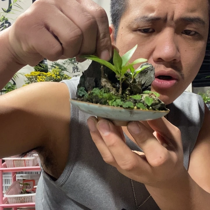 静***以实际为准盆景绿植盆栽83