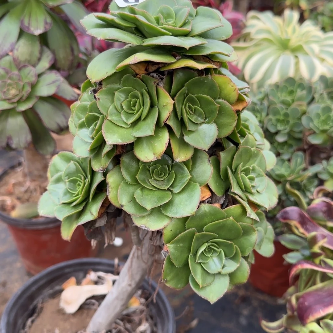 绿玫瑰多肉015满28包邮断枝不包