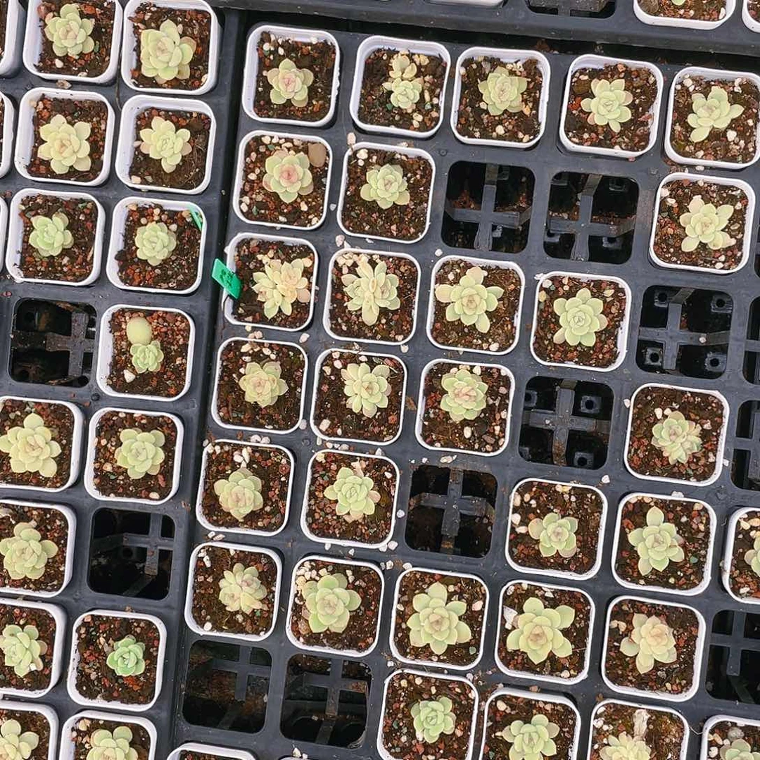 小露珠一盆满25包邮