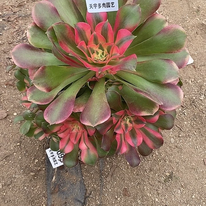 多肉植物香妃785多肉