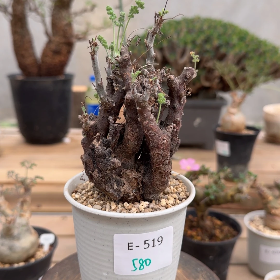 519黑珊瑚洋葵块根植物