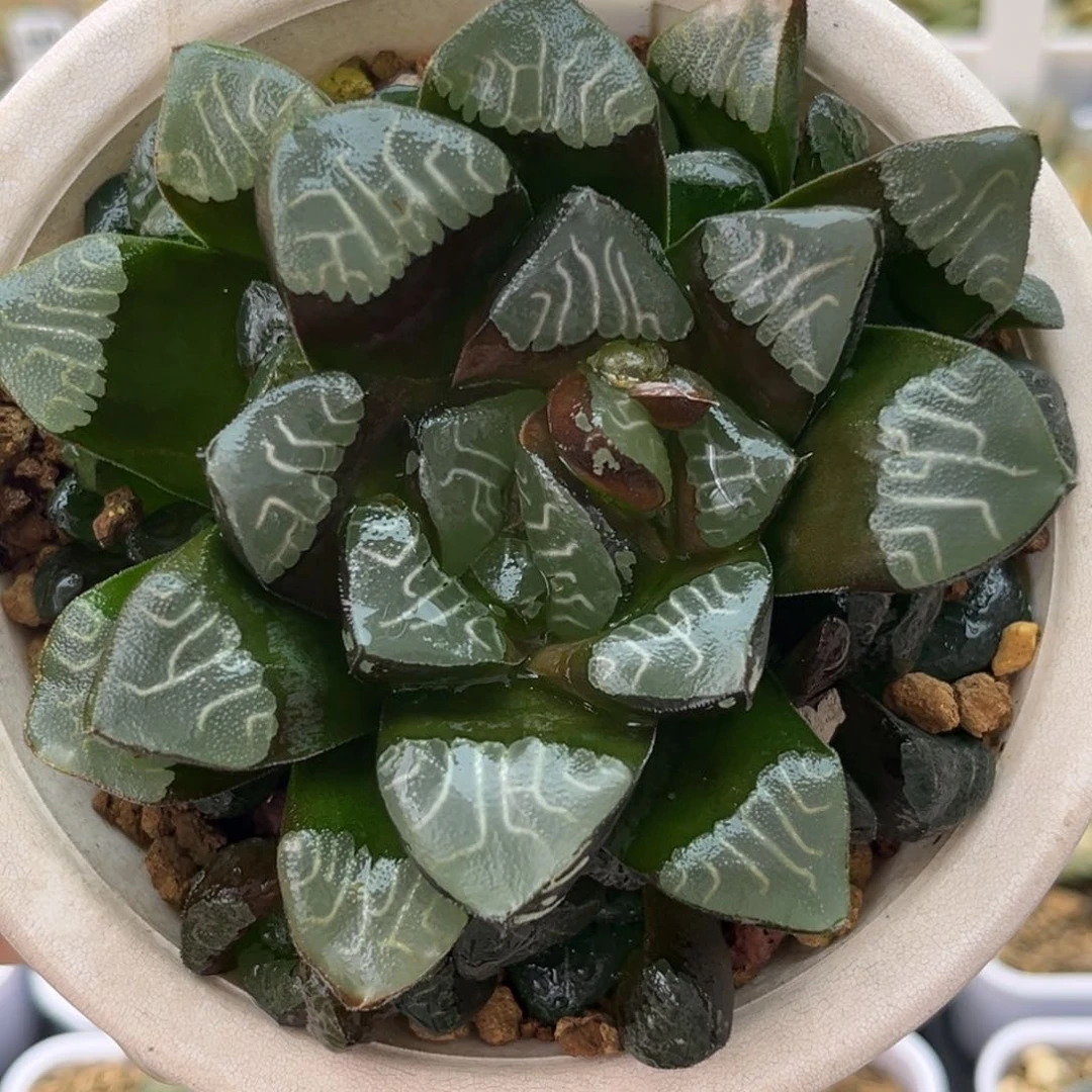 1背窗克十二卷多肉