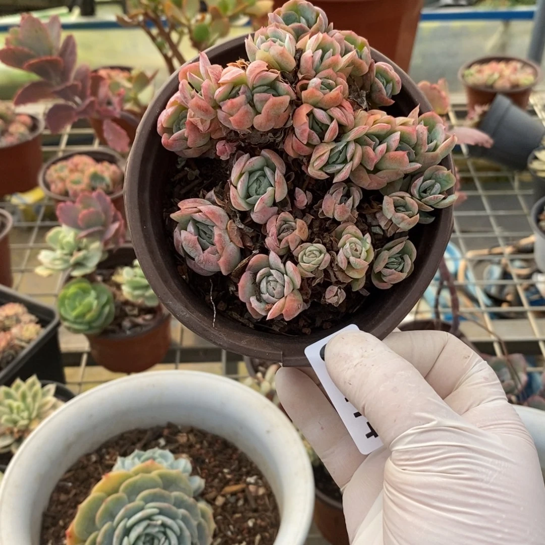 姜***️19774不知名一物一拍