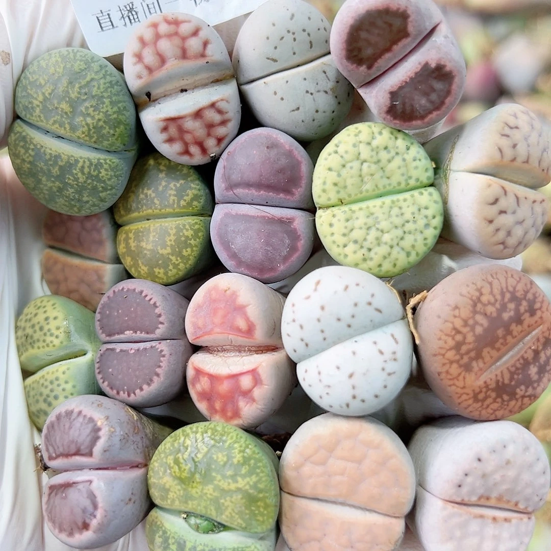 8763 好养易活生石花大母本18个