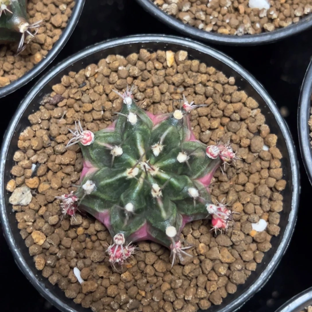 泡泡糖侧芽自根带盆土发货