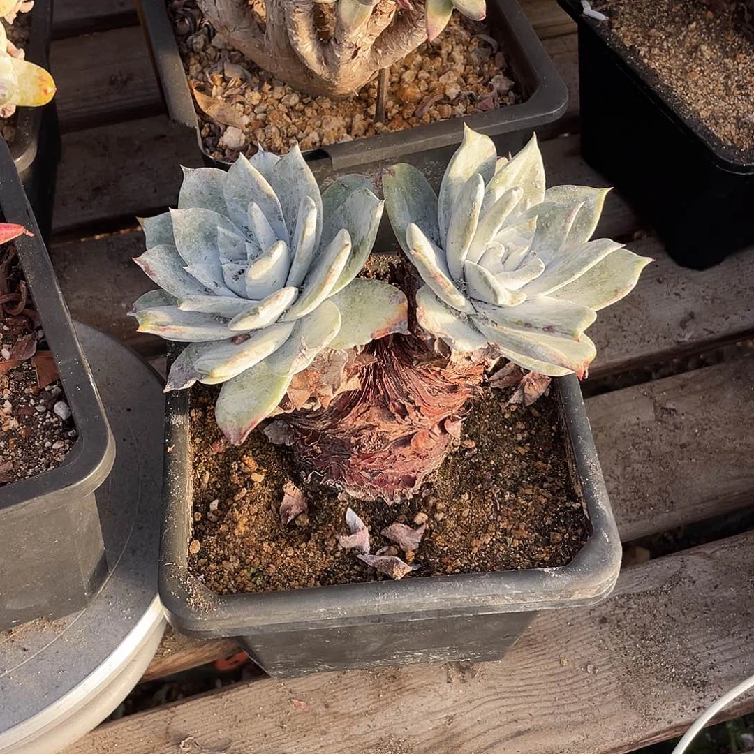 晨溪园艺仙女杯呀