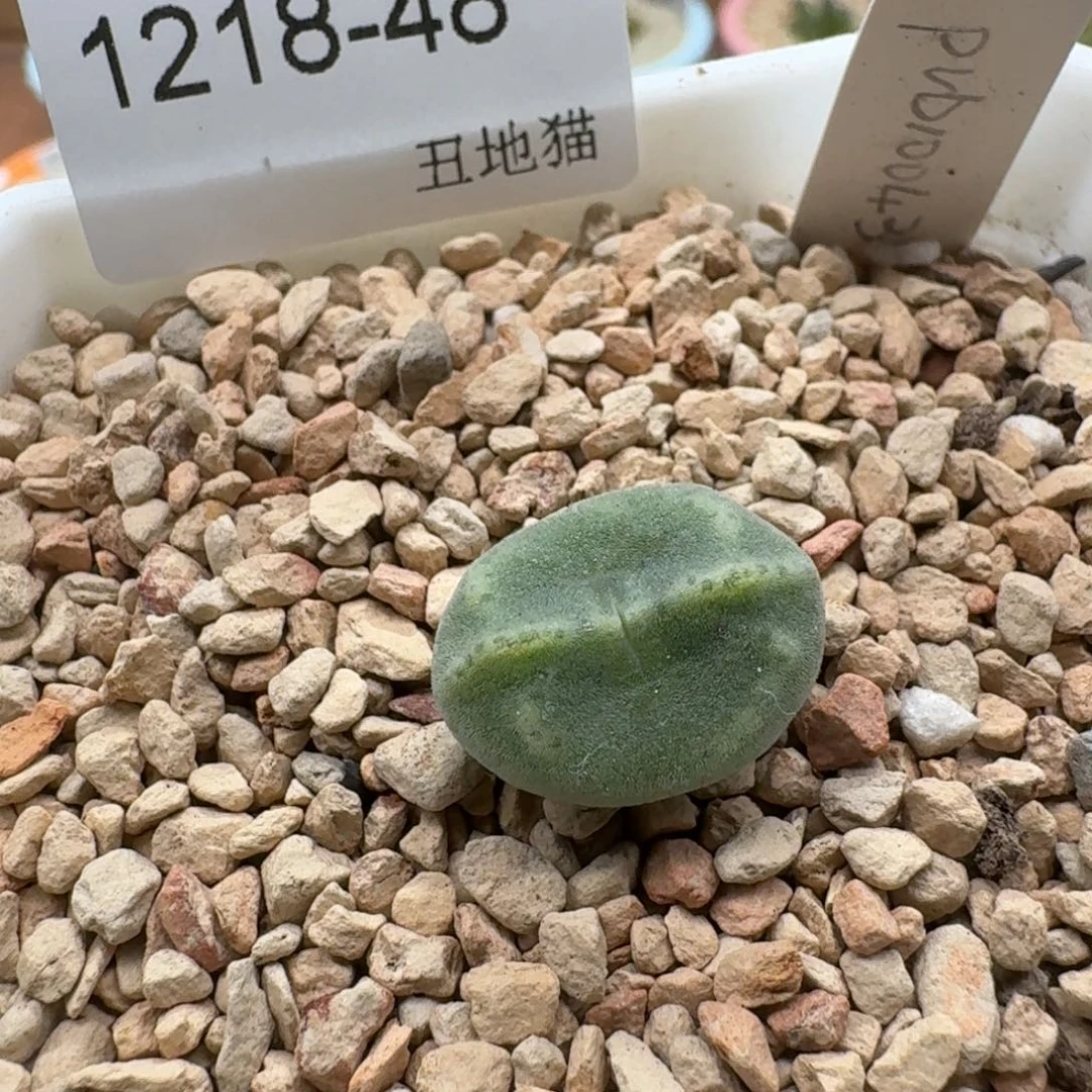 1218-048绿豆糕肉锥