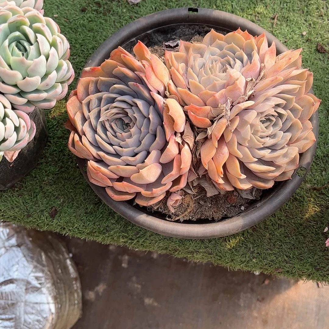 ?*非欧娜老桩心事67