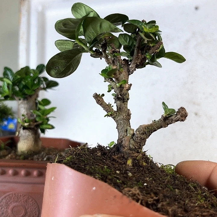 无花朵栀子达摩23687889