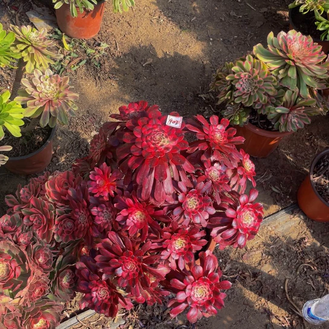 902鲜花老桩美姬造型