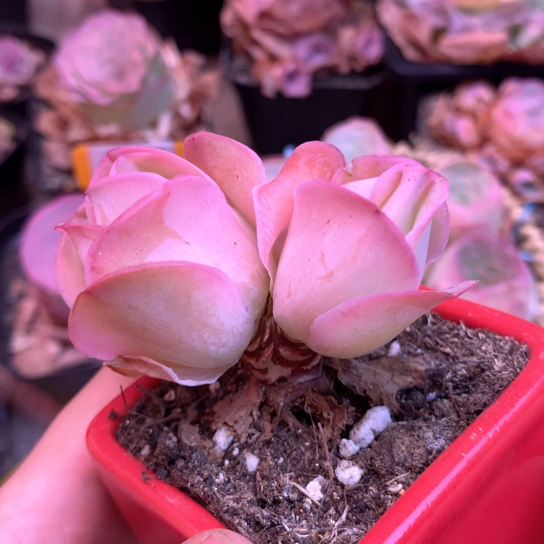 天***天一物一拍果粒橙101