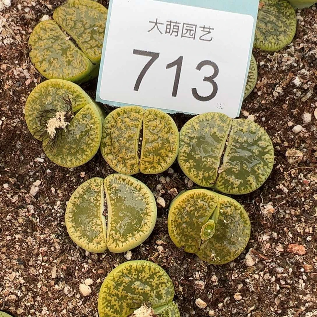 000713量拍黄绿紫薰3颗