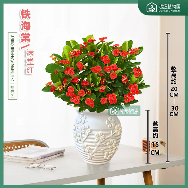 铁海棠虎刺梅花卉四季开花土壤盆栽绿植室内植物桌摆客厅植物