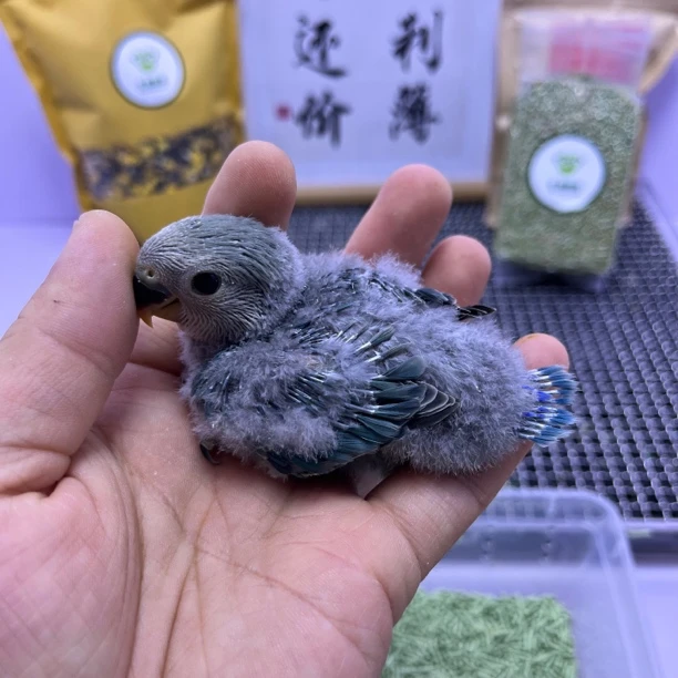 牡丹鹦鹉-松银公Z0516