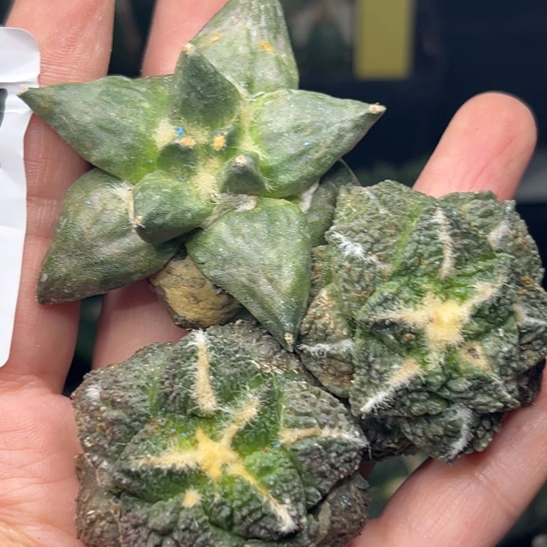 222，仙人球的世界里