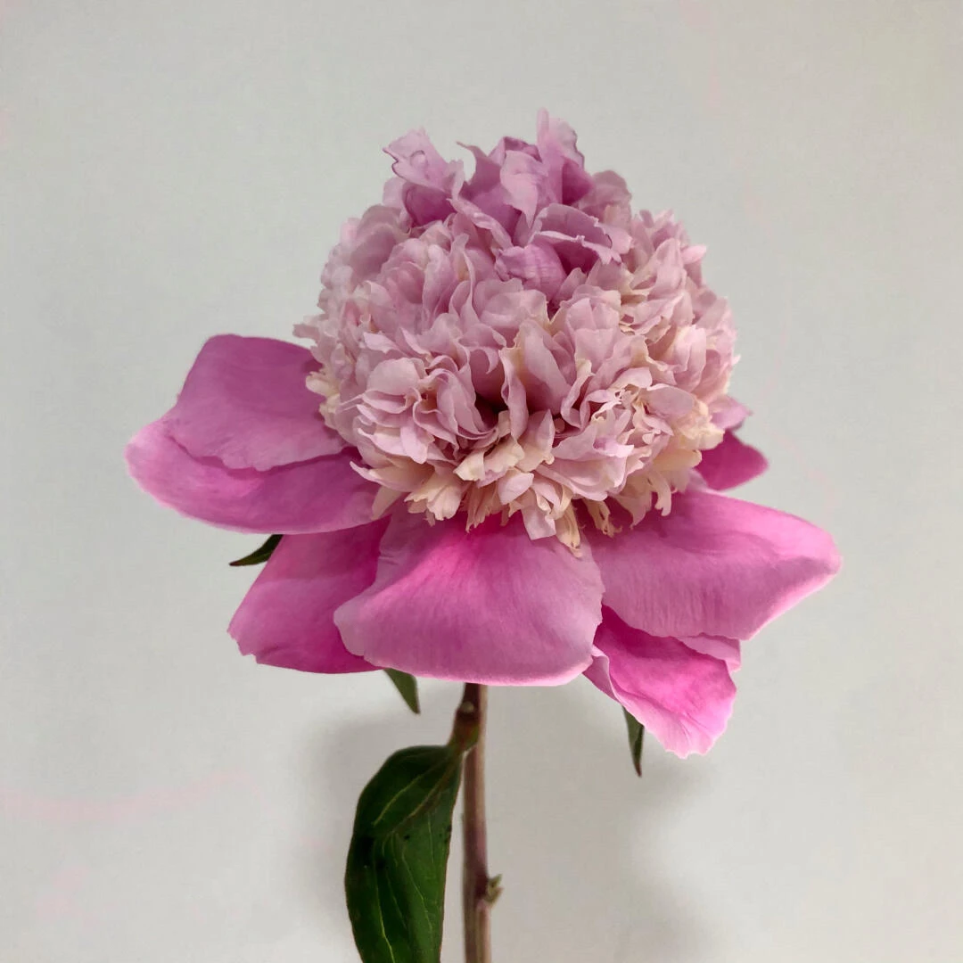 【春晓】一款可以变色的神奇芍药 观赏芍药种苗 菏泽基地