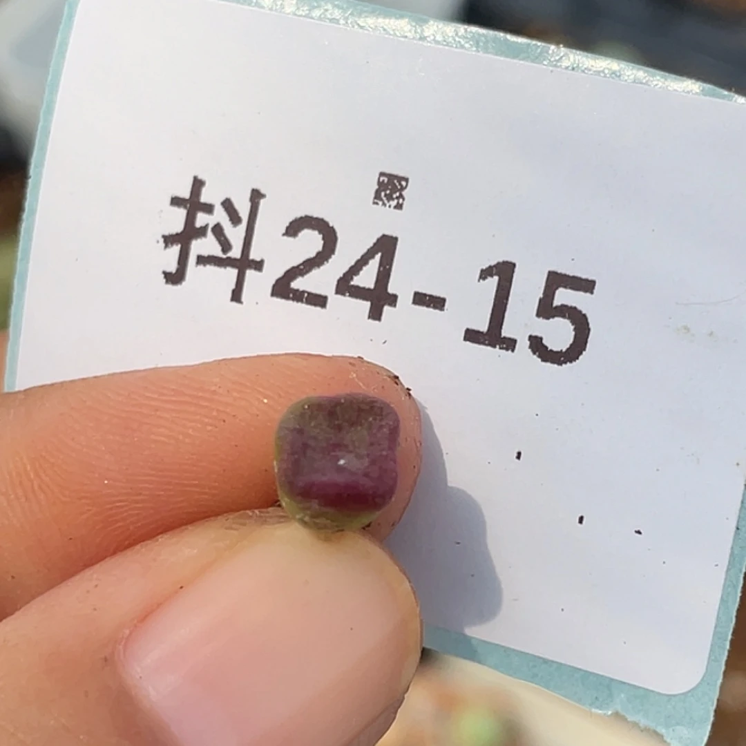 24-15方碗多肉植物