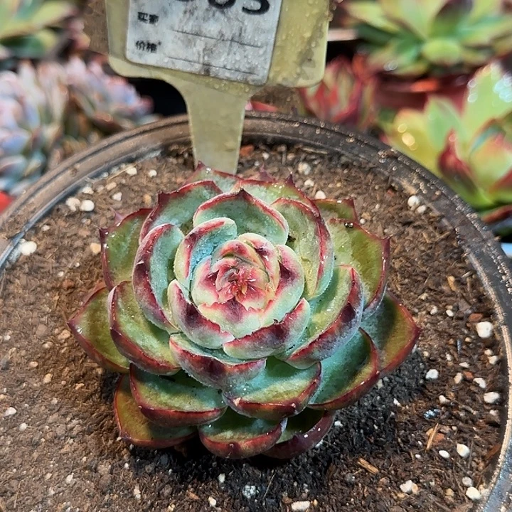 短圆惊鸿一物一拍包装收缩花旱565