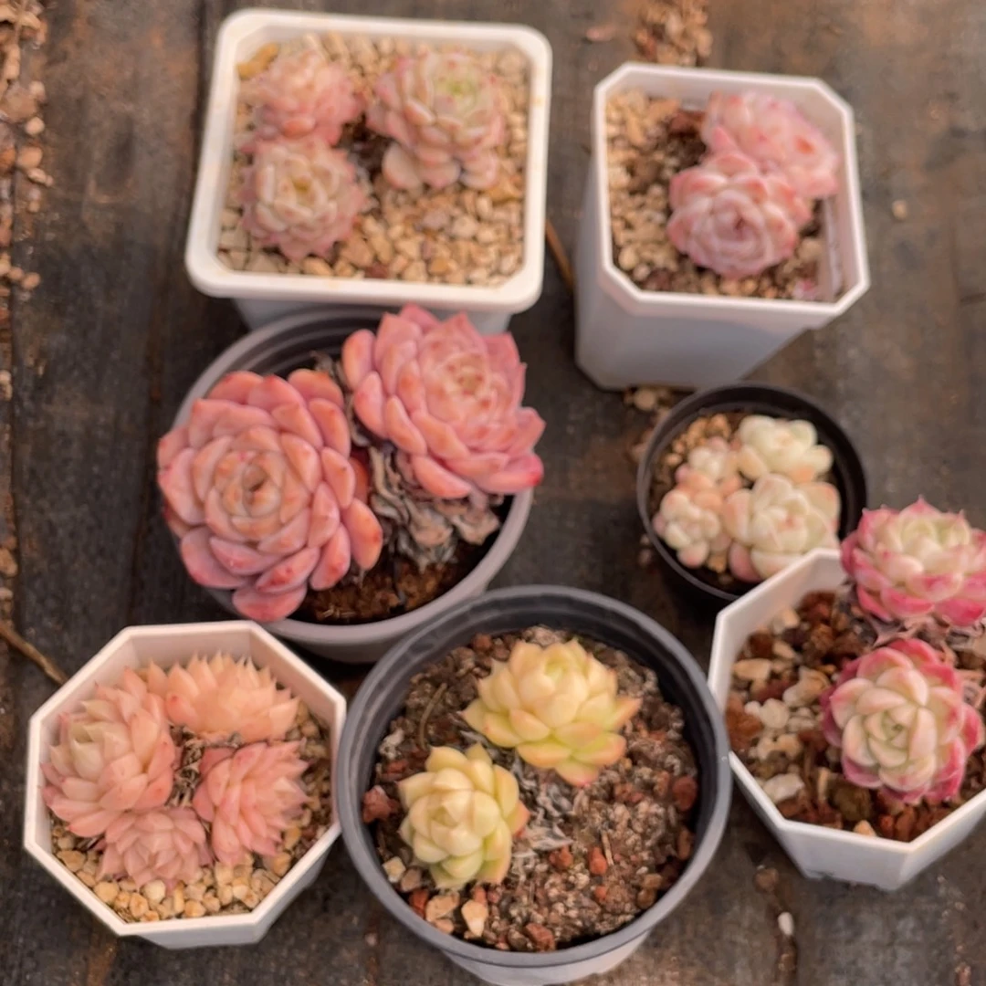 麂***多肉七颗宝贝专拍