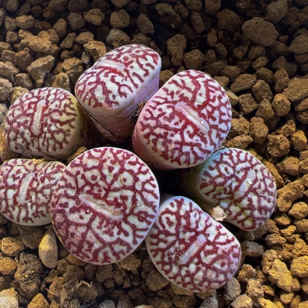 82多肉植物百科知识