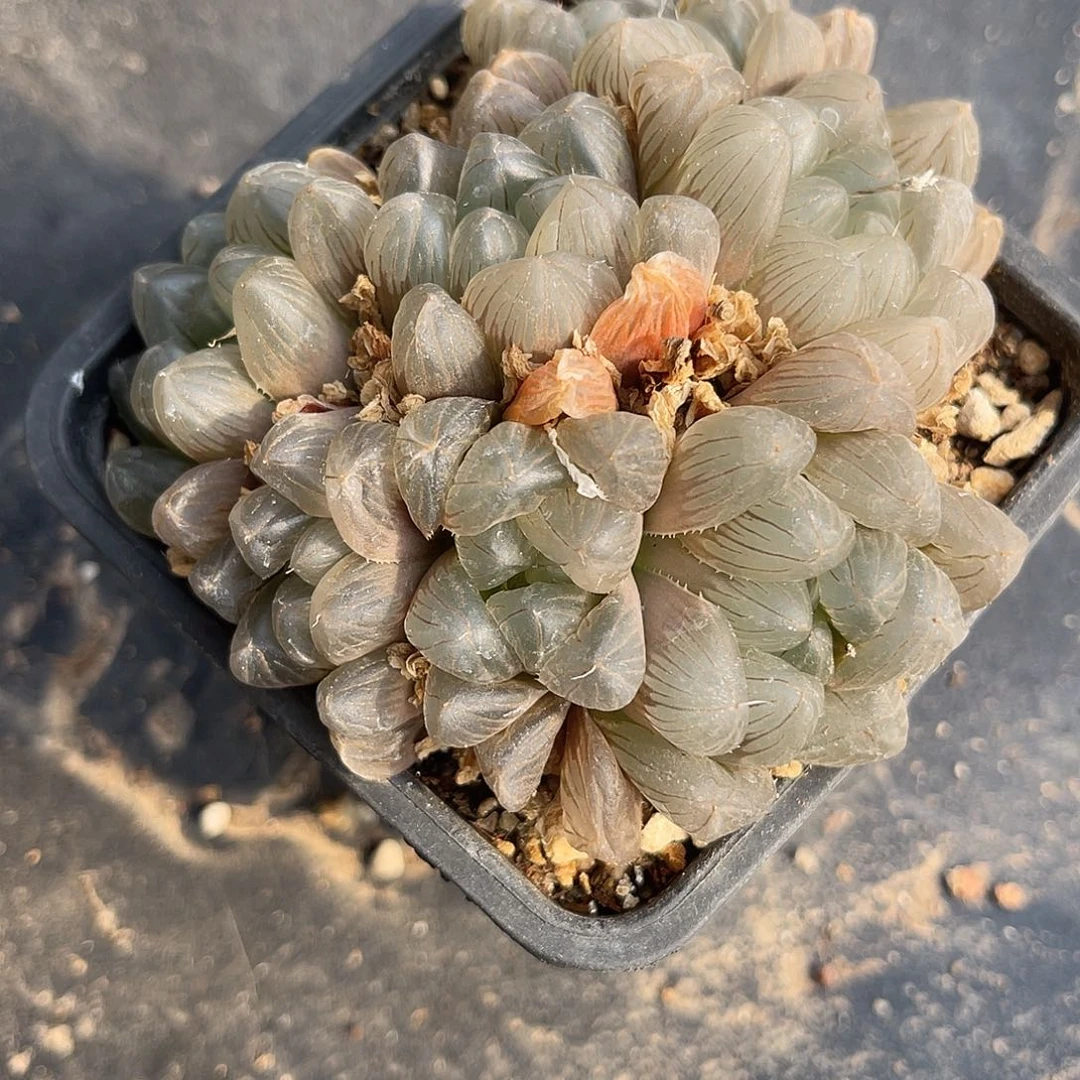 姬玉露大群一物一拍