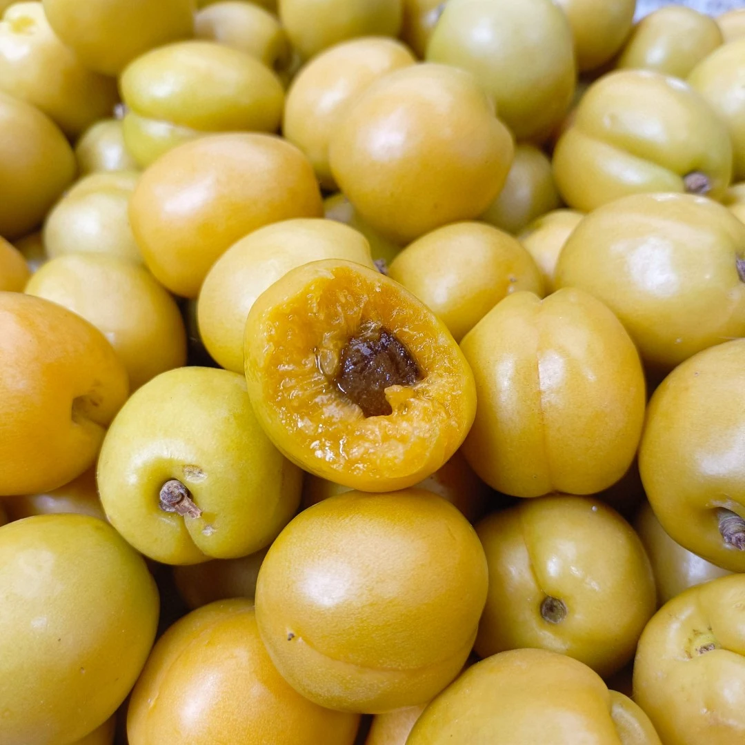 空运小白杏1500克（杏味十足）仅限长春同城外五县下单新疆维吾尔自治区