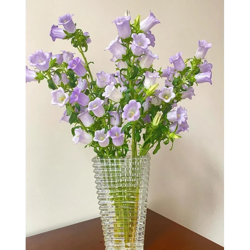 【风铃花】精选风铃花家居摆放插花云南鲜花优质鲜切花