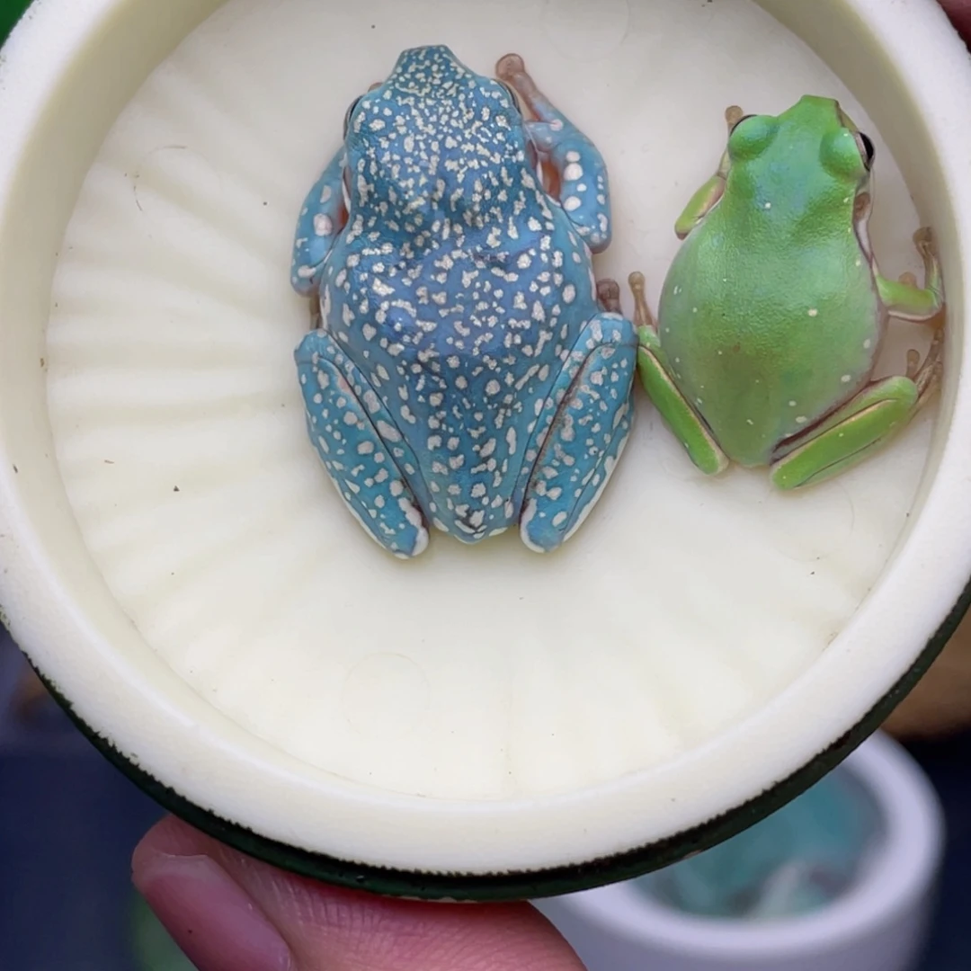 老爷树蛙蓝绿对比