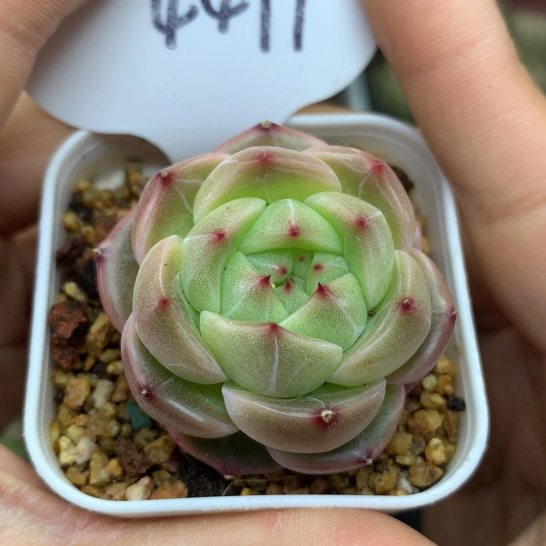 金瑞珍妮单头447