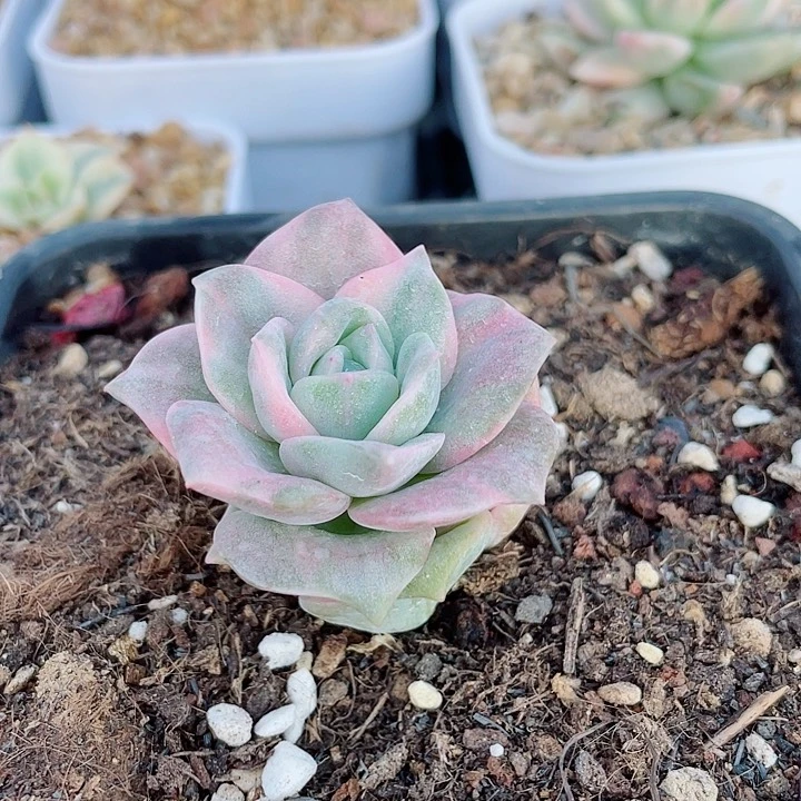 七***七可爱玫瑰锦。锦龙多肉园艺