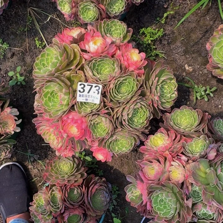 海燕花25-32包邮花花
