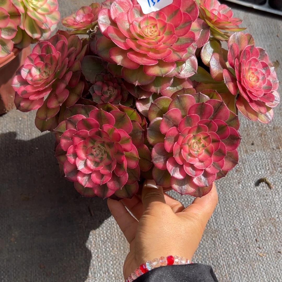 152荔枝多头多肉多肉