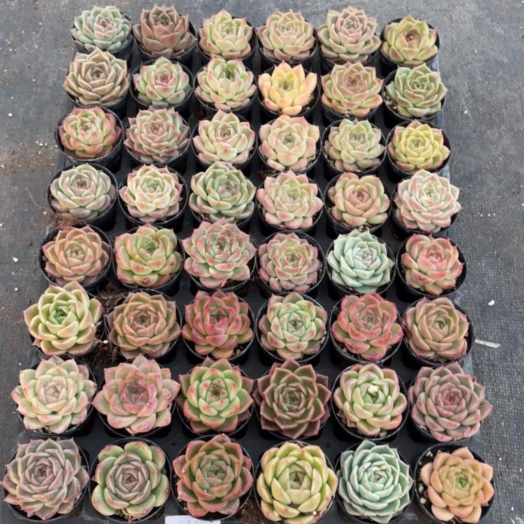 凌*一物一拍48颗1-301