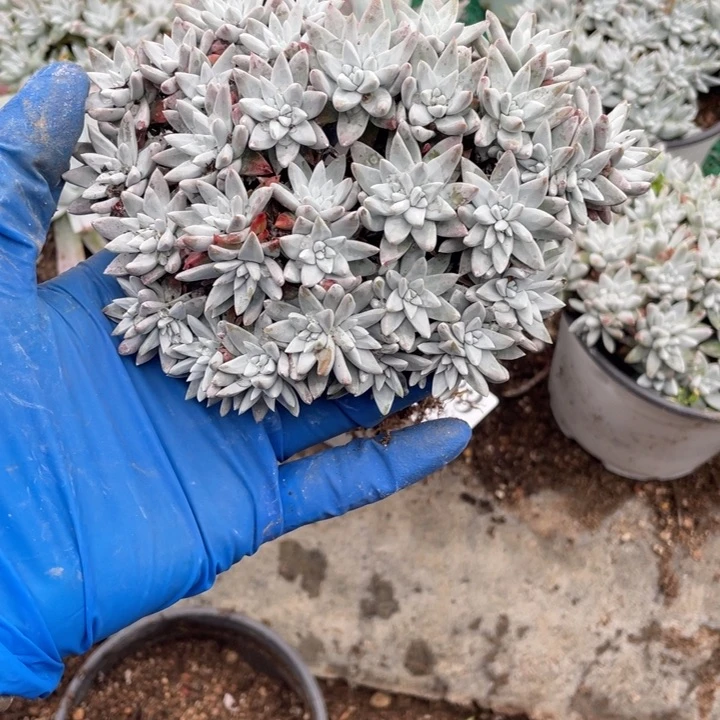 583号白菊多肉植物