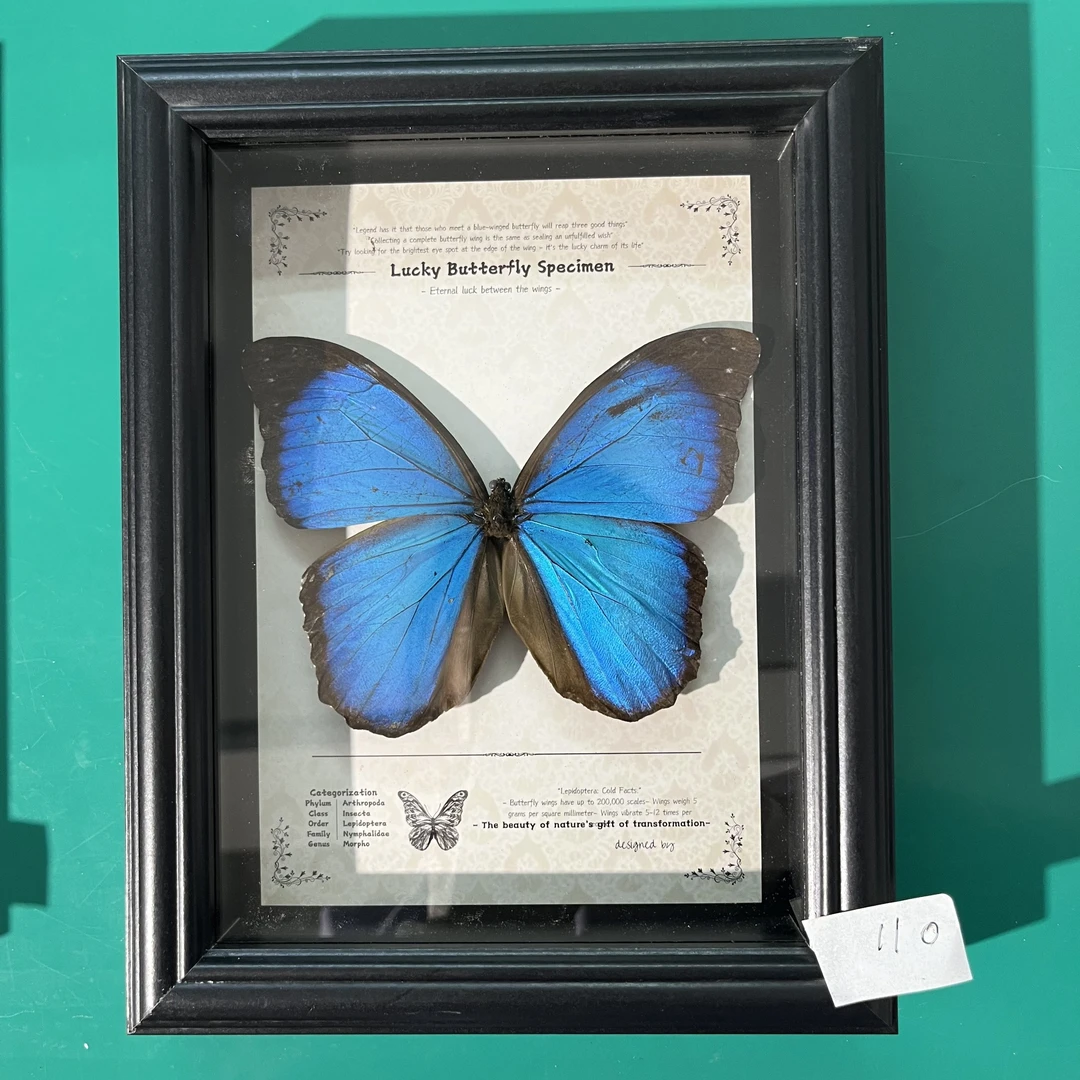 蝴蝶标本专拍110