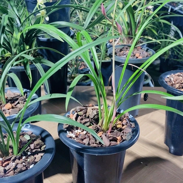 伴***雨完全开放市长红好看美