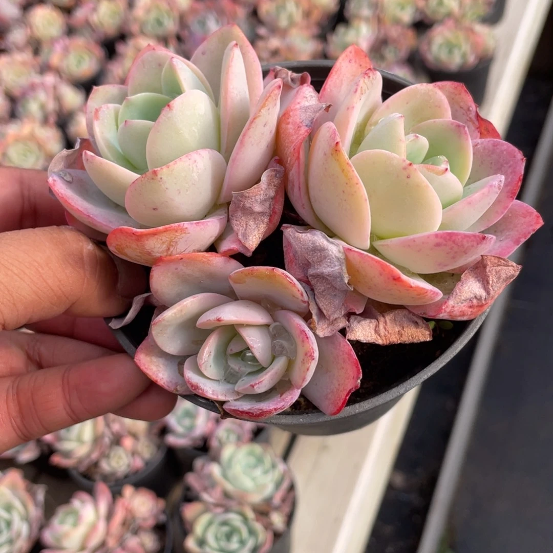 2013  布鲁兰  六月六