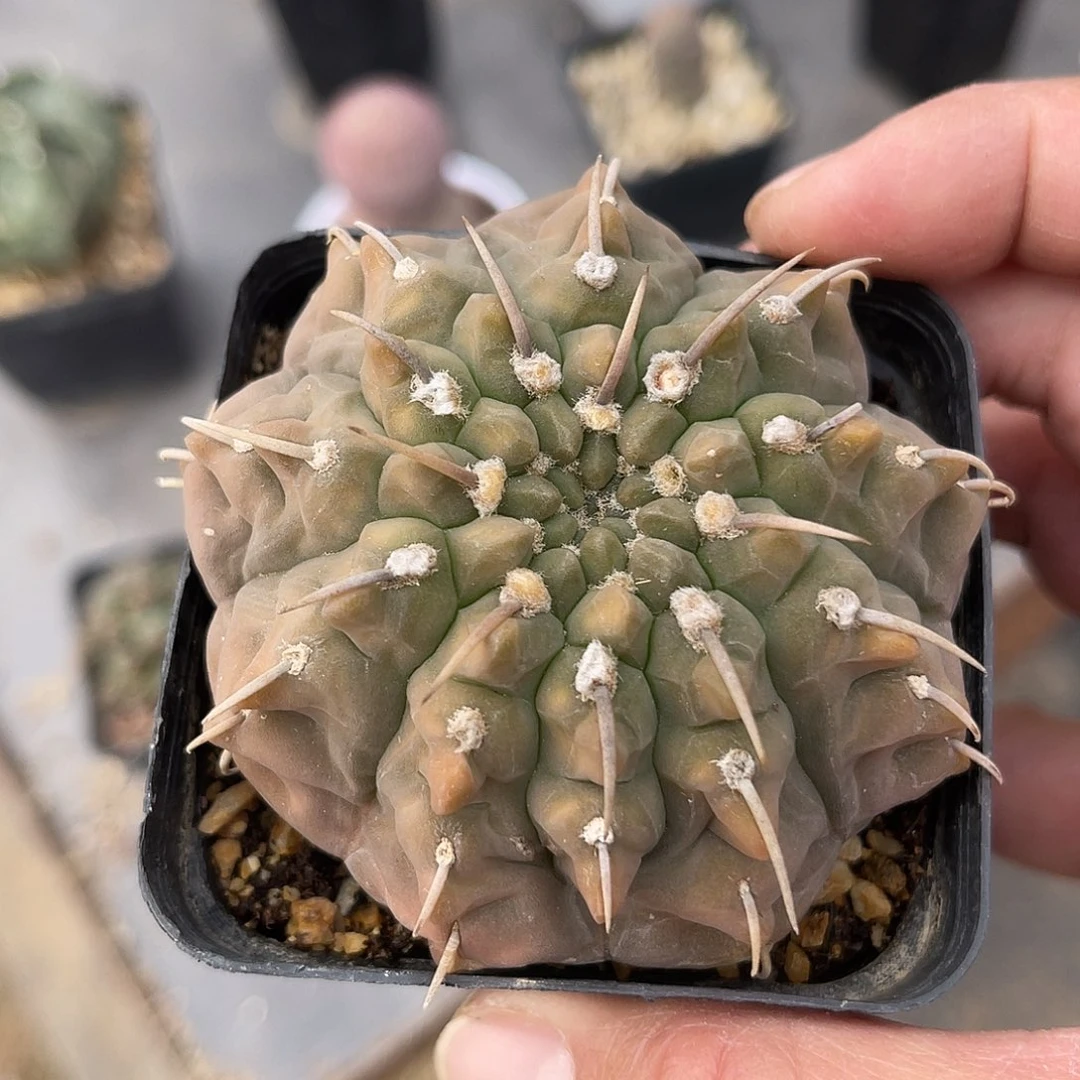 实生大尤龟甲一本刺