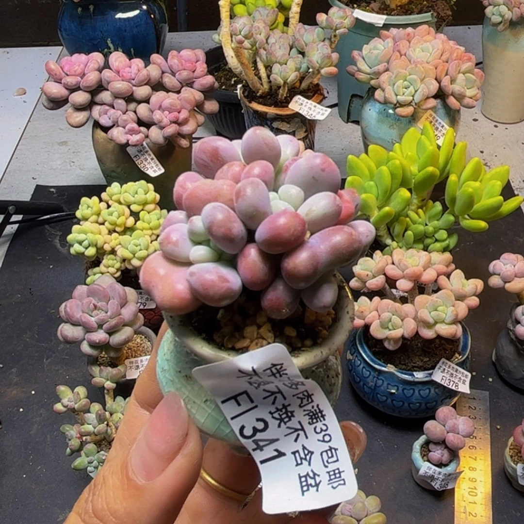 熬***～腰子桃蛋341/4cm带盆