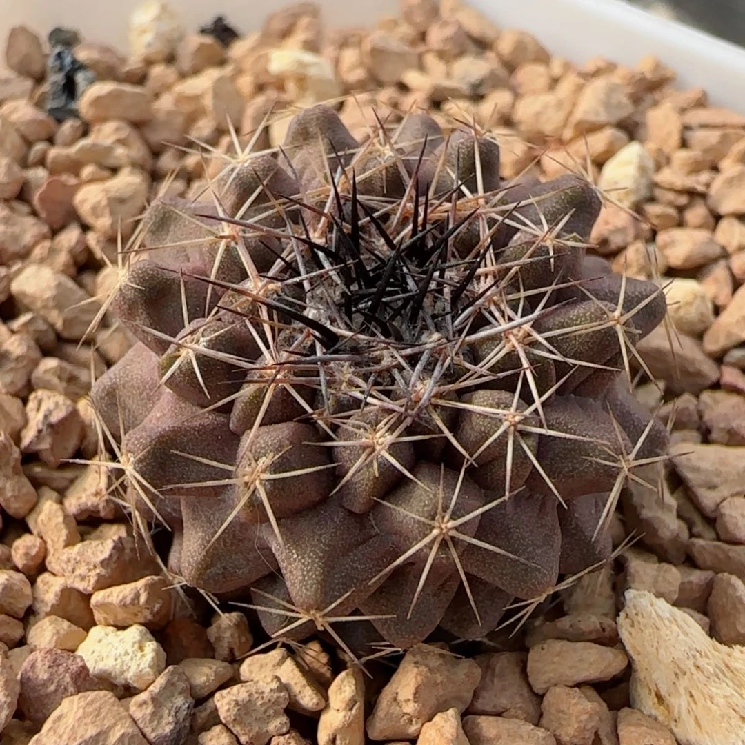 357实生冥王丸多肉2.5厘米