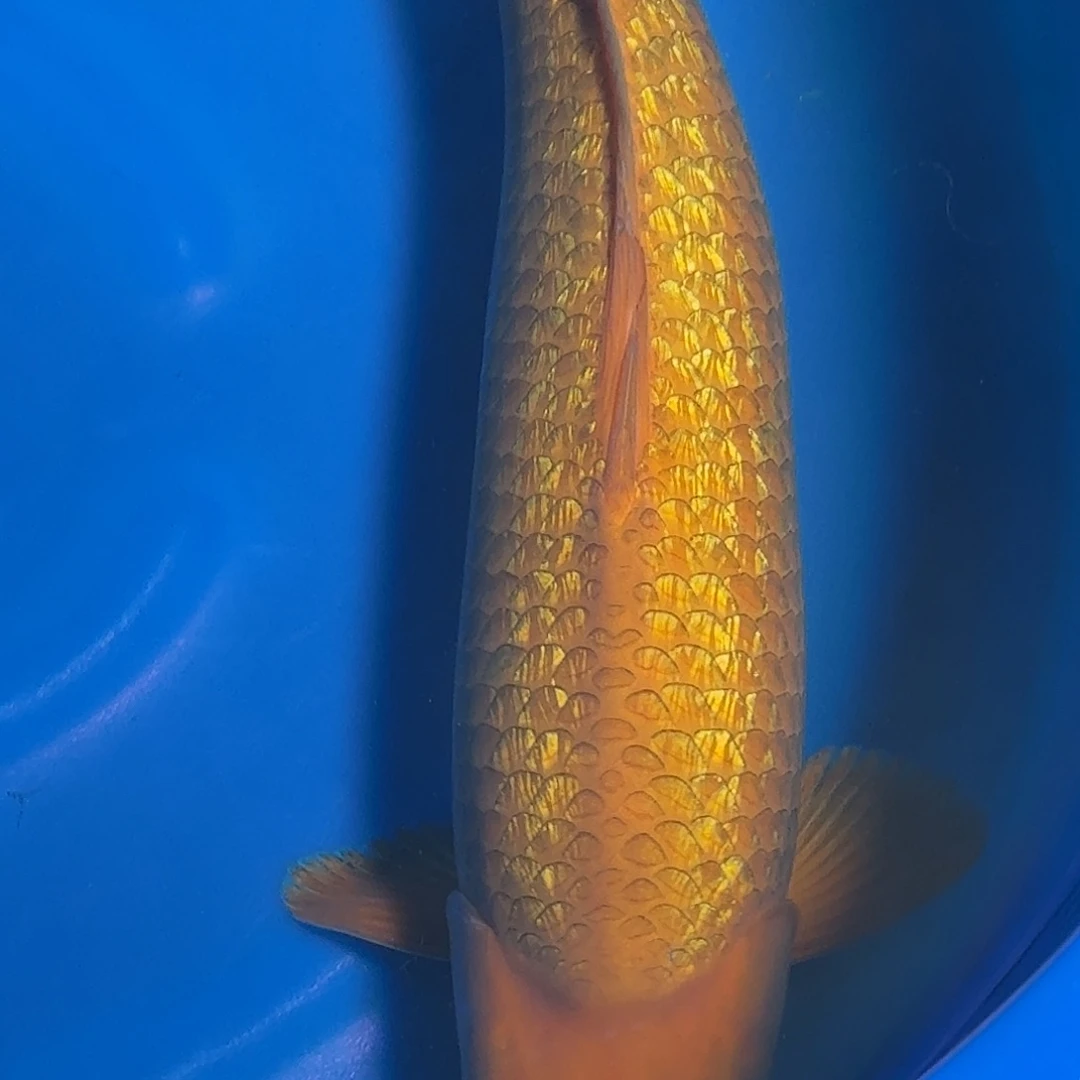 山***么锦鲤银麟杀手介子