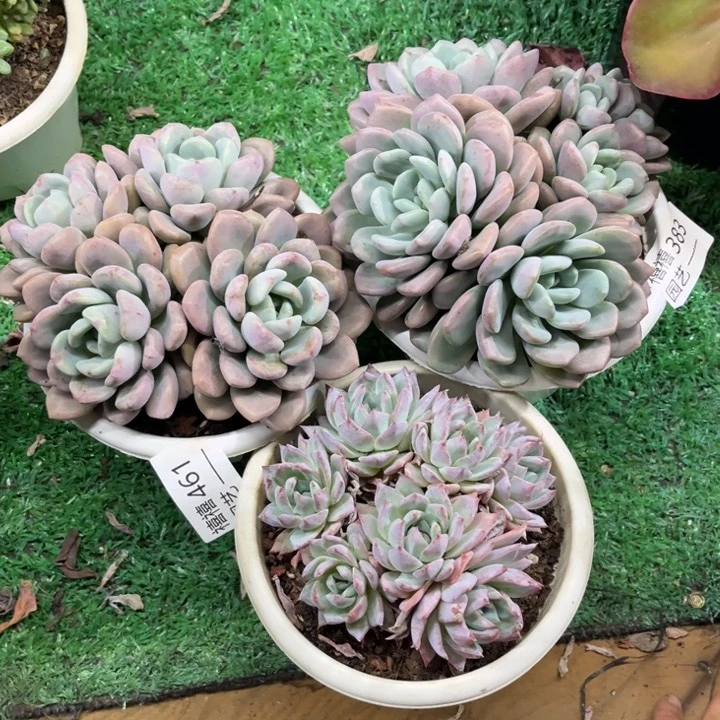 奶*?461-383-410合计如图3颗粉露和粉蓝鸟