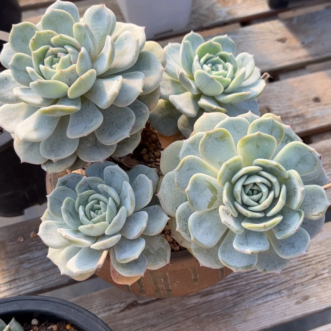 劳林28 零零多肉植物